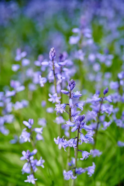 Bunte Lila Blumen Wachsen Einem Garten Nahaufnahme Wunderschöner Spanischer Blauglocken — Stockfoto