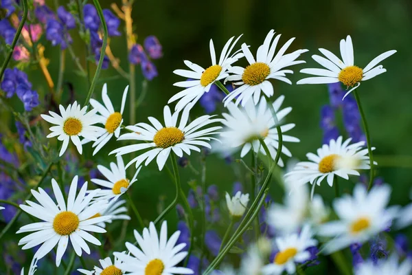 Daisy Květiny Rostou Poli Nebo Botanické Zahradě Slunečného Dne Venku — Stock fotografie