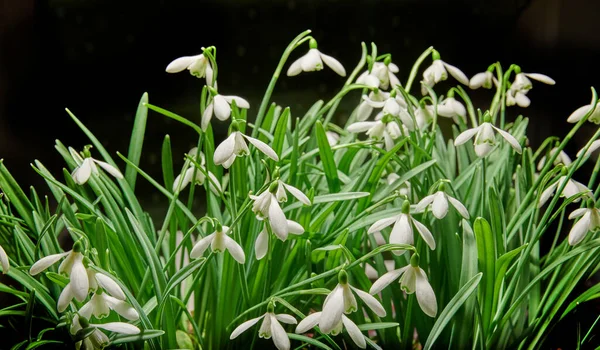 Closeup Bunch White Common Snowdrop Flowers Growing Studio Isolated Black — Zdjęcie stockowe