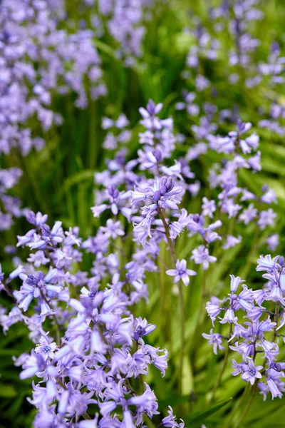 Vibrant Bluebell Flowers Growing Garden Spring Day Closeup Detail Beautiful — Φωτογραφία Αρχείου