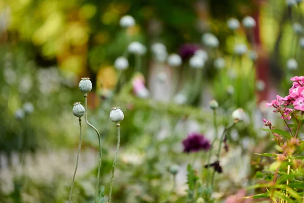 Wild Opium Breadseed Poppy Flowers Growing Botanical Garden Blurred Background — Stockfoto