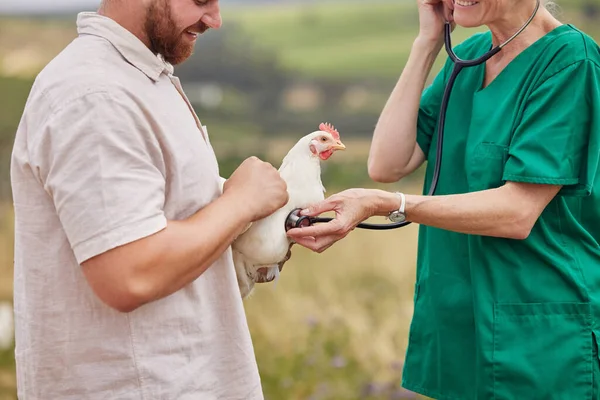 Closeup Shot Veterinarian Using Stethoscope Assess Chicken Poultry Farm — Zdjęcie stockowe