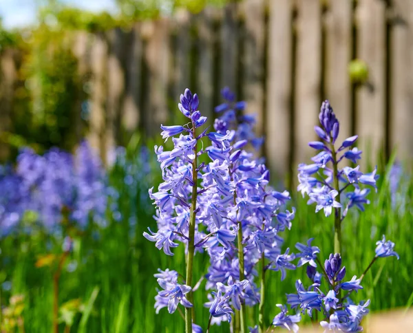 Bluebell Flowers Growing Garden Overgrown Backyard Spring Nature View Delicate — Φωτογραφία Αρχείου