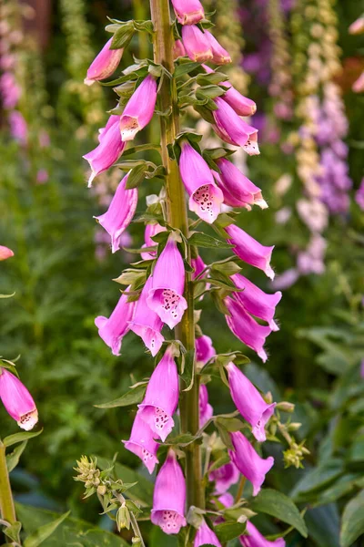 Kolorowe Wspólne Kwiaty Foxglove Rosnące Zielonym Parku Piękna Różowa Lub — Zdjęcie stockowe