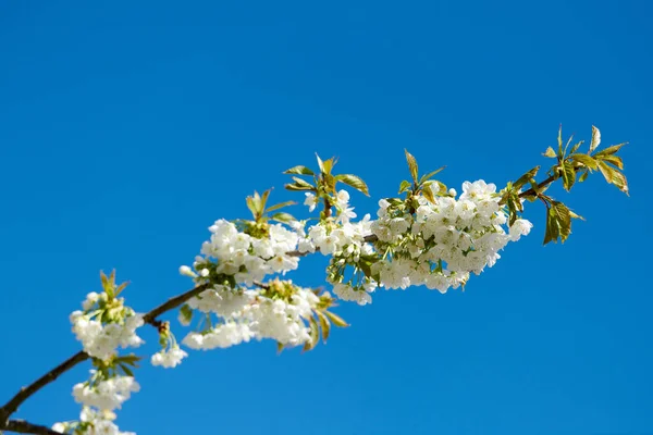 Closeup View Sweet Cherry Blossoms Branch Blue Sky Copy Space — Stockfoto