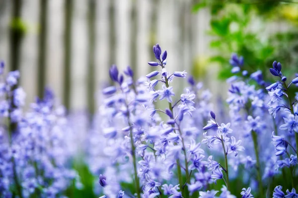 Bright Bluebell Flowers Growing Backyard Garden Spring Day Beautiful Vibrant — 图库照片