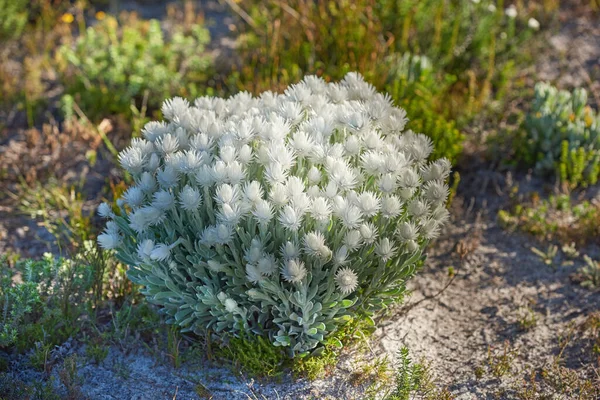 White Everlastings Syncarpha Growing Natural Habitat Plant Life Vegetation Growing — Zdjęcie stockowe