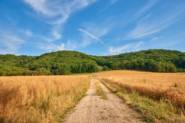 Dirt Road Yellow Farm Land Leading Dense Green Forest Sunny — стоковое фото