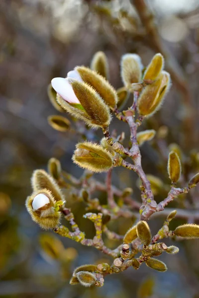 Magnolia Stellata Niekiedy Nazywana Gwiezdnym Kwiatem Magnolii Kwitnącym Wiosną Zbliżenie — Zdjęcie stockowe