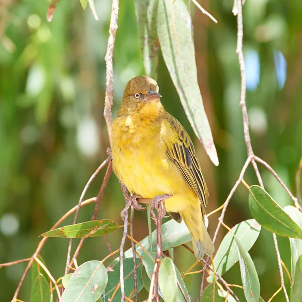 Closeup African Golden Weaver Bird Perched Branch Green Leaves Bokeh — Stok fotoğraf