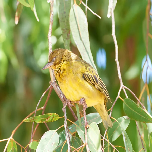 Closeup Cape Weaver Bird Perched Lemon Scented Gum Tree Branch — Stok fotoğraf