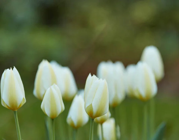 White Garden Tulips Growing Spring Copy Space Didiers Tulip Tulipa — стоковое фото