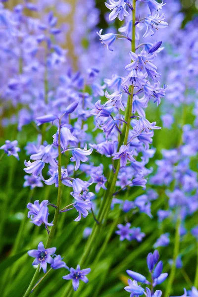 Colorful Purple Flowers Growing Garden Closeup Beautiful Spanish Bluebell Hyacinthoides — стоковое фото