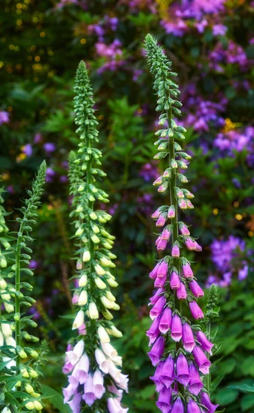 Beautiful Foxgloves Flowers Growing Forest Home Garden Closeup Purple Flowering — Foto de Stock