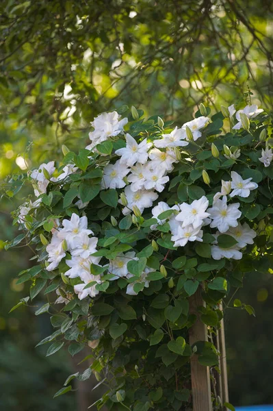 Closeup White Asian Virginsbower Flowers Growing Lush Green Bush Landscaped — стоковое фото