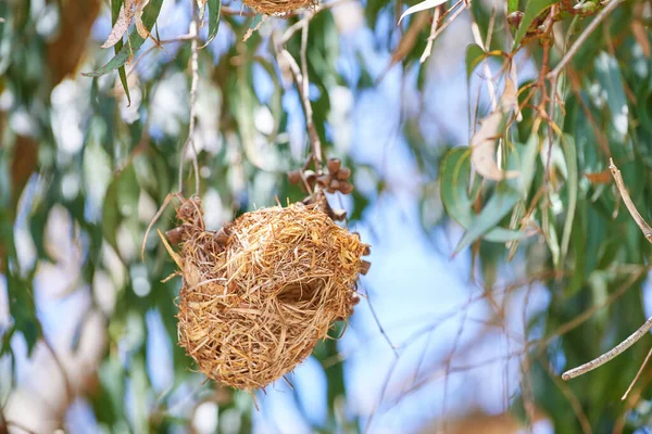 Closeup Nest African Golden Weaver Ploceus Xanthops Woven Bird Home — стоковое фото