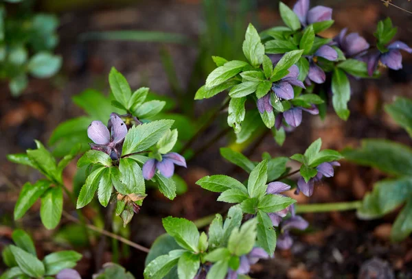 Lenten or Christmas rose flower blooming in a woodland or forest on a warm Spring or early Winter day. Helleborus oreintalis is a herbal plant grown in a moist garden or nature environment