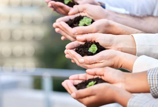 Growth Learning Experience Group Unrecognizable Businesspeople Holding Plants Soil Work — Fotografia de Stock