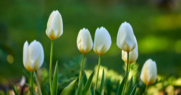 White tulips growing in a garden on a sunny day. Closeup of seasonal flowers blooming in a calm field. Macro details, texture and nature pattern of petals in a zen meadow against blurred background.