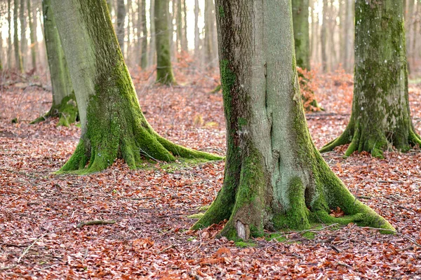 Tall Beech Tree Trunks Moss Algae Growing Forest Outdoors Scenic — Stockfoto