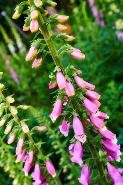 Beautiful Pink Foxglove Flowers Blooming Garden Backyard Bright Vibrant Plants — Fotografia de Stock