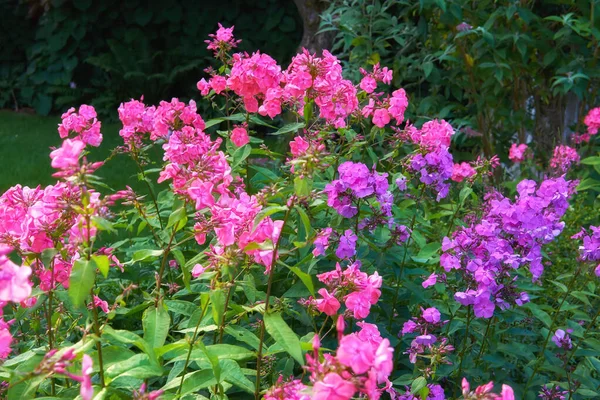 Garden Lush Landscape Colorful Flowers Growing Garden Sunny Day Spring — Foto de Stock