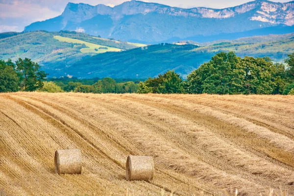 Hay Bales Straw Rolled Agricultural Farm Pasture Grain Estate Harvesting — Foto Stock