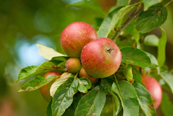 Fresh Red Apples Growing Farm Green Fruit Tree Autumn Season — Stockfoto