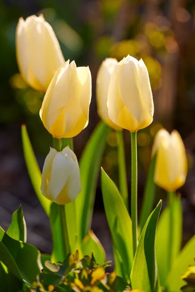 Beautiful White Tulips Backyard Garden Summer Perennial Flowering Plants Blooming — стоковое фото