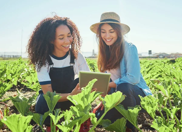 Two Female Farmers Checking Crops Using Digital Tablet — Fotografia de Stock