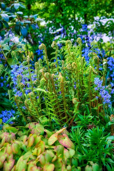 Colorful Purple Flowers Curly Ferns Growing Garden Closeup Spanish Bluebells — Stok fotoğraf