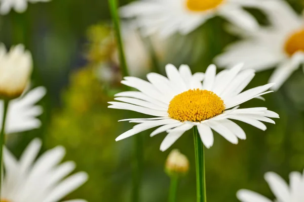 German Chamomile White Daisy Flowers Yellow Center Blooming Botanical Garden — Stockfoto