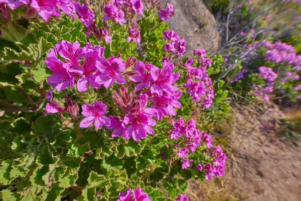 Vibrant Regal Pelargonium Geranium Species Blooming Blossoming Dry Natural Landscape — Stock fotografie