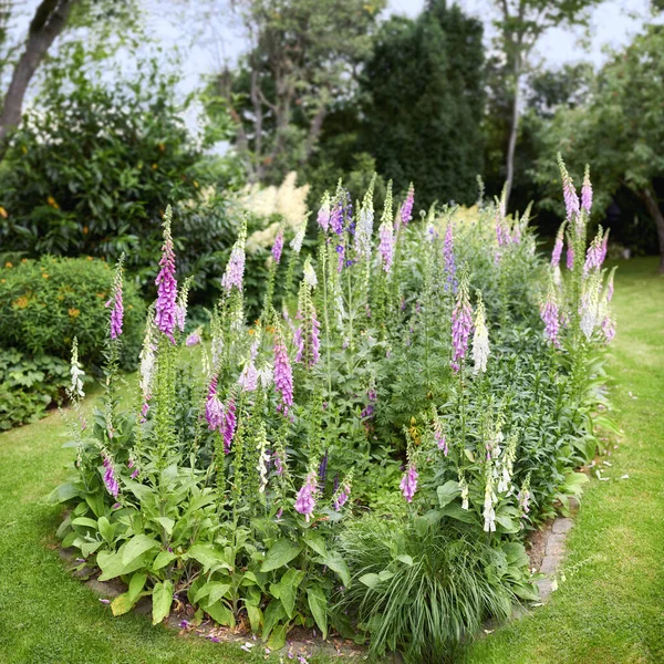 Foxglove Flowers Growing Green Park Gardening Perennial Purple Flowering Plants —  Fotos de Stock