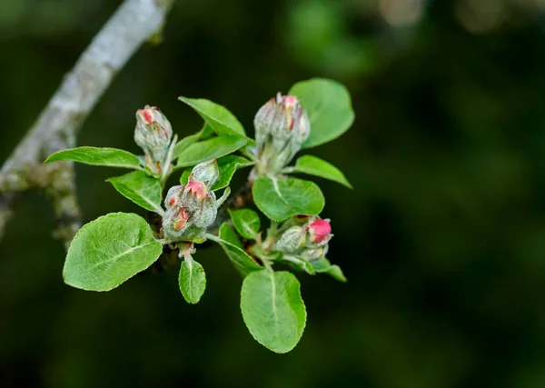 Closeup of an apple flower growing on a tree in a backyard garden in summer. Fruit growing on branches of a tree in a natural environment in spring. Apples beginning to grow in an orchard in a yard.