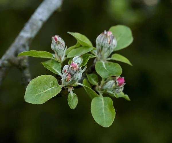 Copy Space Closeup Paradise Apple Flowers Growing Green Tree Branch — Stok fotoğraf