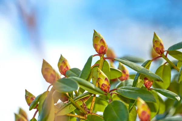 Rhododendron Flower Bud Lush Green Tree Blue Sky Background Early — Φωτογραφία Αρχείου