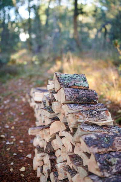 Preparation Firewood Winter Stacks Firewood Forest Firewood Background Sawed Chopped — ストック写真