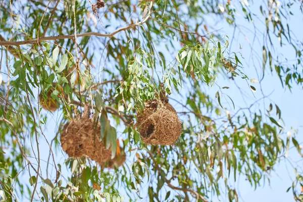 African Golden Weaver Bird Nest View Green Trees Closeup Nature — Stok fotoğraf