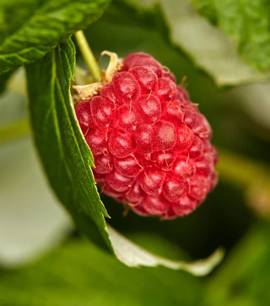 Closeup Raspberry Growing Vine Farm Summer Ripe Delicious Healthy Fruit — Stock Photo, Image