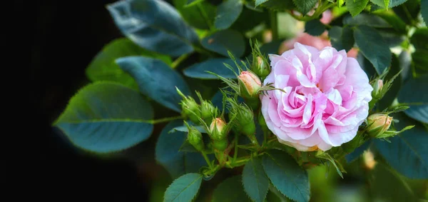 Барвисті Рожеві Квіти Ростуть Чорному Тлі Крупним Планом Великі Дівчата — стокове фото
