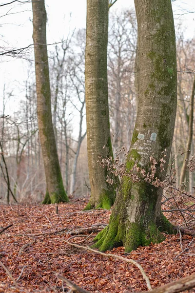 Late winter forest. Morning view of forest trees in nature. Fallen leaves on a cold morning, natural rooted paths and entangling vines. Changing life in the season of Autumn, growth in the outdoors