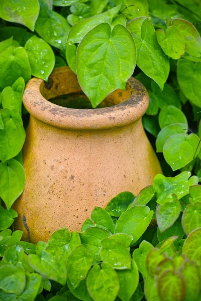 Closeup Used Clay Pot Plant Greenhouse Gardening Lush Green Leaves — Zdjęcie stockowe