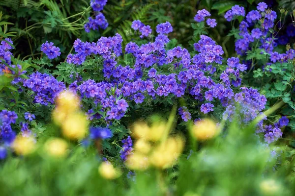 Closeup Purple Geranium Flowers Growing Green Garden Bokeh Macro Details — Φωτογραφία Αρχείου