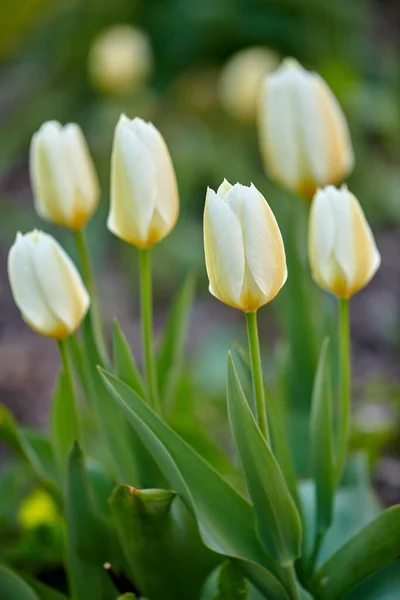 White Yellow Tulips Garden Background Bunch Beautiful Elegant Tulip Flowers — стоковое фото