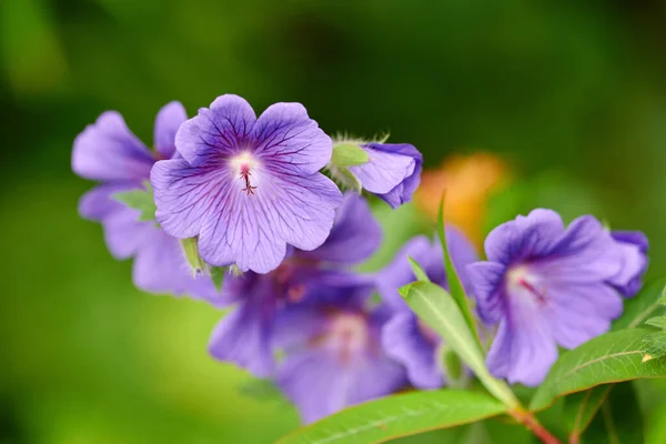 Fioletowe Kwiaty Żurawia Rosnące Ogrodzie Zbliżenie Jasnych Geranium Wieloletnich Roślin — Zdjęcie stockowe