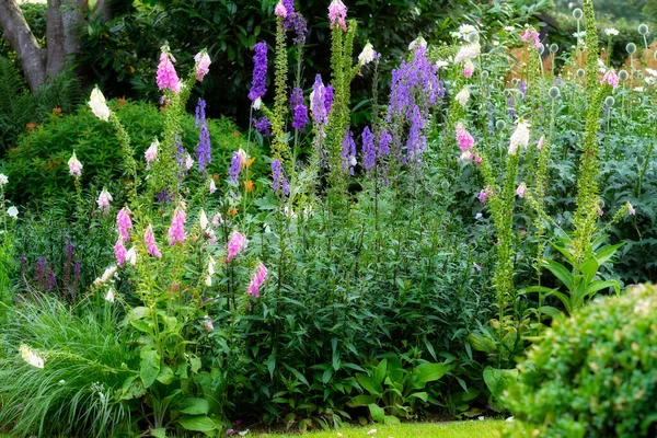 Bujná Krajina Pestrobarevnými Kvetoucími Rostlinami Které Rostou Zahradě Nebo Parku — Stock fotografie