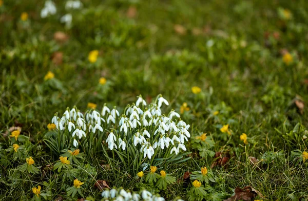 Zbliżenie Białej Kropli Śniegu Lub Kwiaty Galanthus Kwitnące Słoneczny Wiosenny — Zdjęcie stockowe