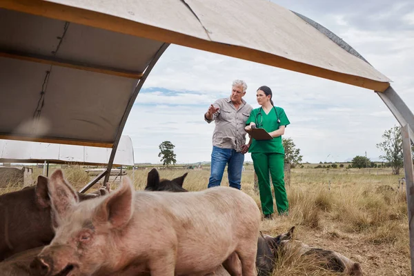 Veterinarian Talking Mature Man His Farm — Φωτογραφία Αρχείου