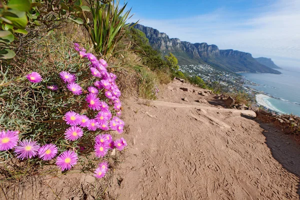 Rugged Landscape Lampranthus Spectabilis Flowers Growing Cliff Sea Hiking Trails — Stock Fotó